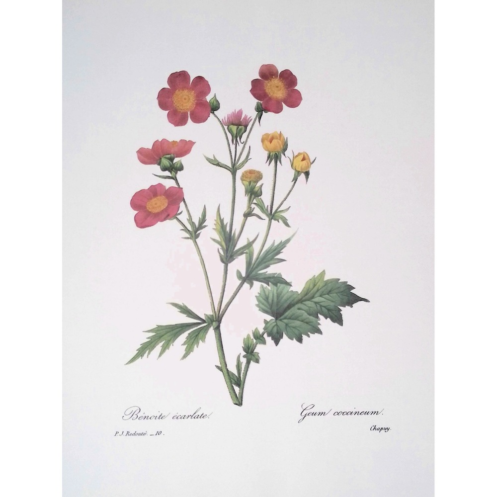 Redoute Geum Coccineum Scarlet Avens Botanical Flower Print Vtg Floral Wall Art
